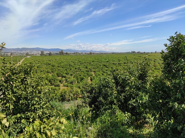 ontdek waarom het landbouwseizoen in málaga sinds 2010 het slechtste is, met inzichten over de impact op de lokale landbouw en economie.